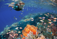 Cozumel dive with Reefs and Corals